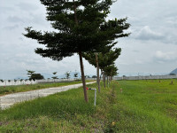Tree-Lined Boulevard